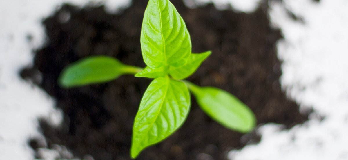 Make Plants Alive Equitradecorp